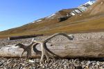 2012 Svalbard Island - old horns